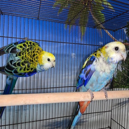 Comprar rosela azul