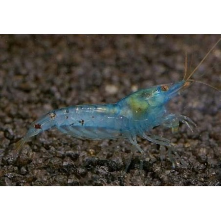 Camarão Blue Pearl
