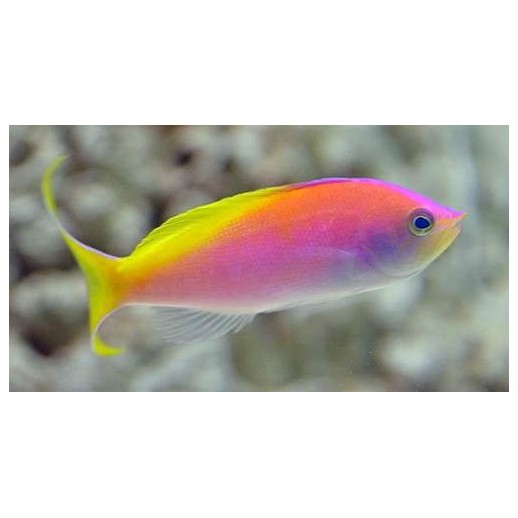 CARBERRYI ANTHIAS - NEMANTHIAS CARBERRYI 