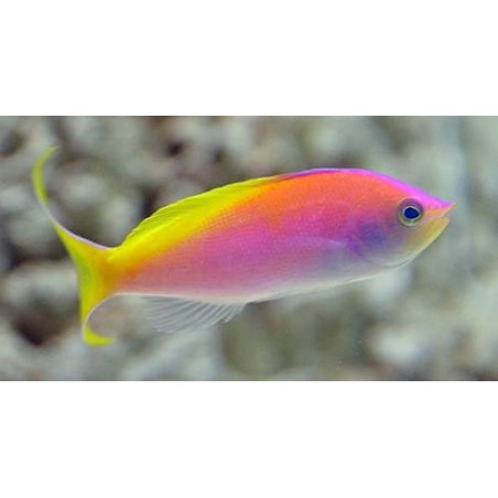 CARBERRYI ANTHIAS - NEMANTHIAS CARBERRYI 