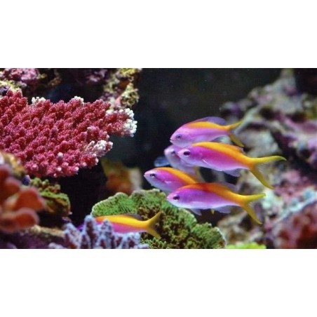 CARBERRYI ANTHIAS - NEMANTHIAS CARBERRYI 