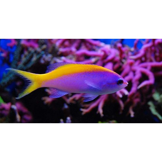 EVANSI ANTHIAS - PSEUDANTHIAS EVANSI