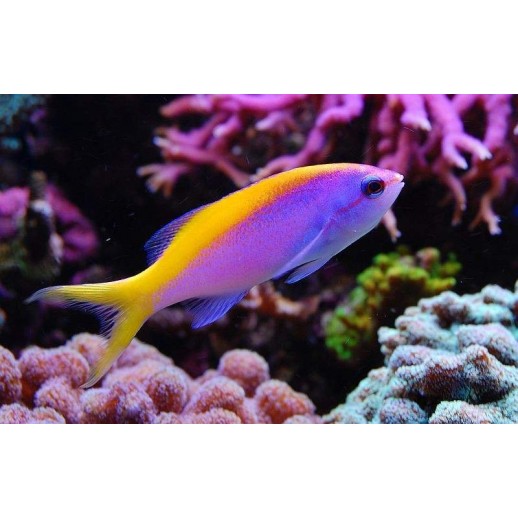 EVANSI ANTHIAS - PSEUDANTHIAS EVANSI