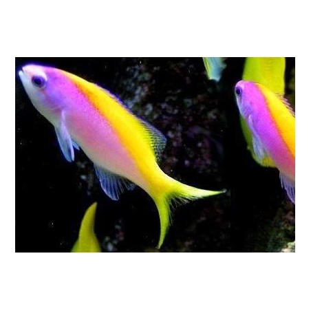 EVANSI ANTHIAS - PSEUDANTHIAS EVANSI