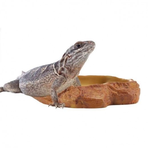 Feeding Dish Répteis | Iguana | Dragão | Gecko