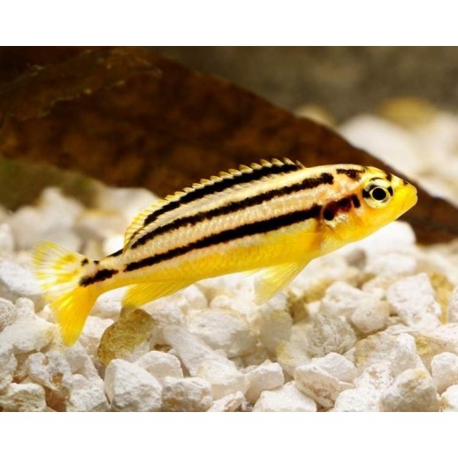 AULONOCARA STUARTGRANTI BLUE NEON 3 cm