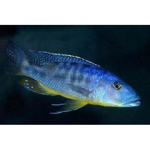 AULONOCARA STUARTGRANTI BLUE NEON 3 cm AULONOCARA STUARTGRANTI BLUE NEON 3 cm