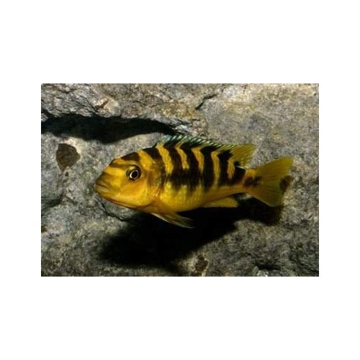 BUCCOCHROMIS LEPTURUS 5 cm
