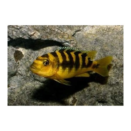 BUCCOCHROMIS LEPTURUS 5 cm