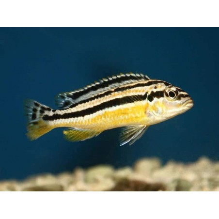 BUCCOCHROMIS LEPTURUS 5 cm