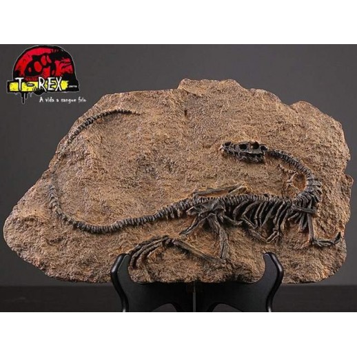 Fóssil Dinossauro - Jurassic Park - Réplica Dinossauro