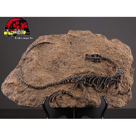 Fóssil Dinossauro - Jurassic Park - Réplica Dinossauro