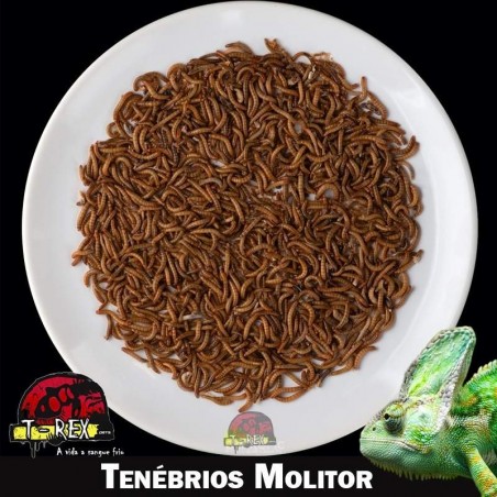 Comprar larvas vivas tenebrio