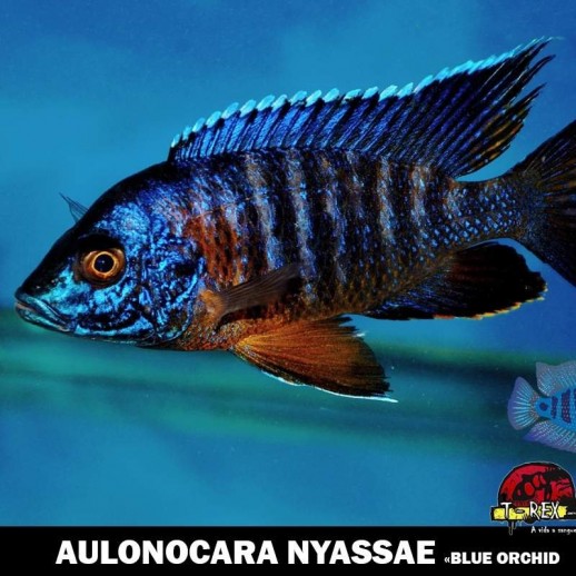 Comprar peixe ciclideo online