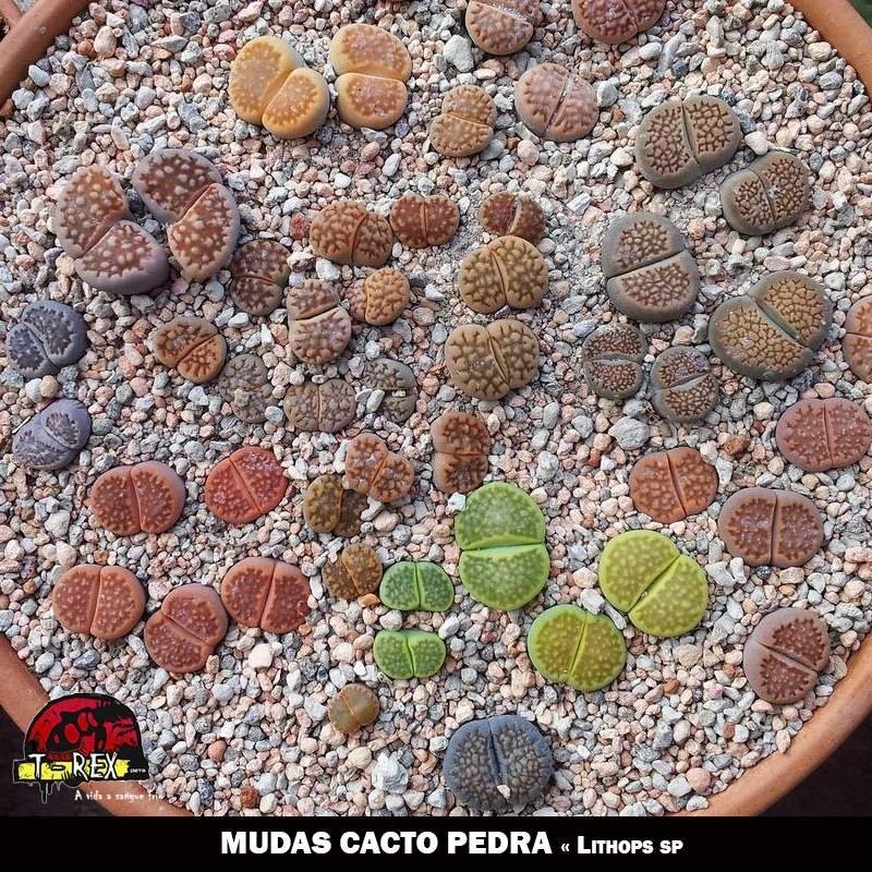 venda de muda cacto pedra lithops