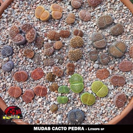 venda de muda cacto pedra lithops
