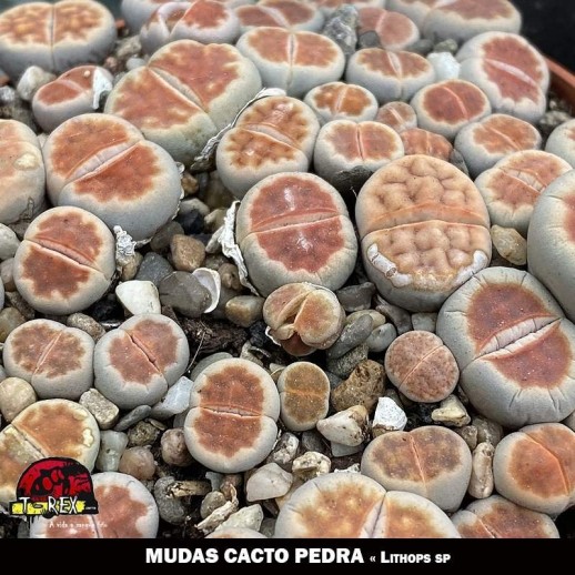 Mudas Cacto Pedra - Lithops...