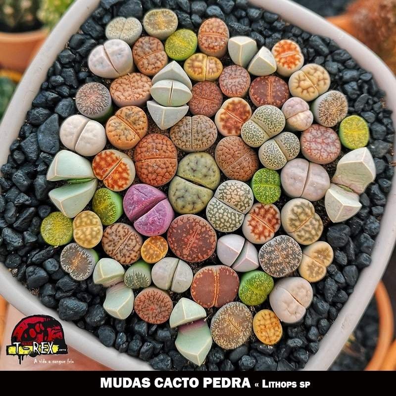 comprar mudas de cactos pedra