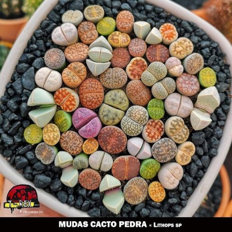comprar mudas de cactos pedra