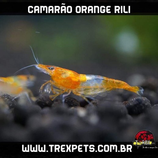 camarão de aquário
