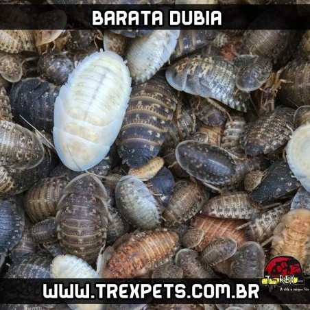 alimento vivo para répteis