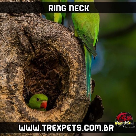 filhote ring neck