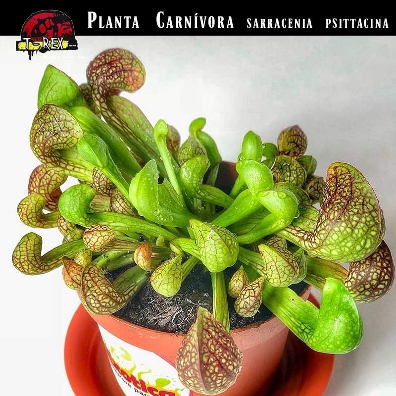 Planta Carnivora Rio de janeiro RJ