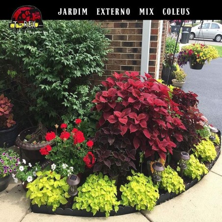 comprar muda coleus