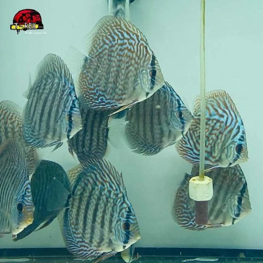 comprar peixe disco