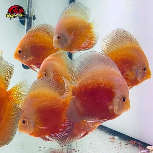 peixes acara disco a venda
