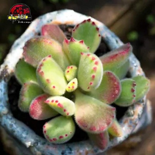 comprar suculenta rara no brasil comprar suculenta rara no brasil