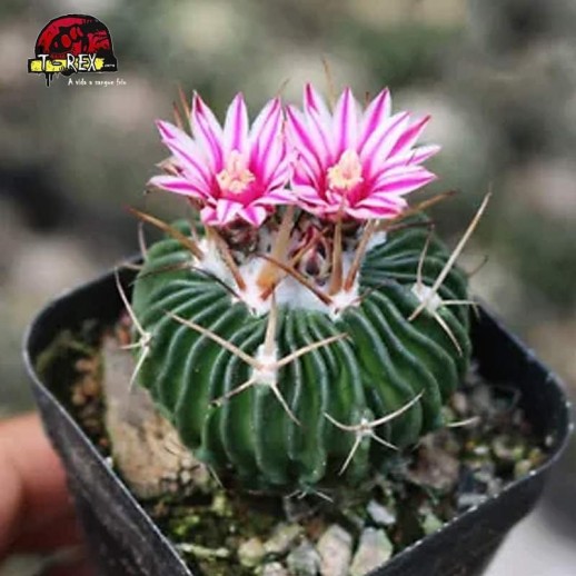 comprar muda de cacto