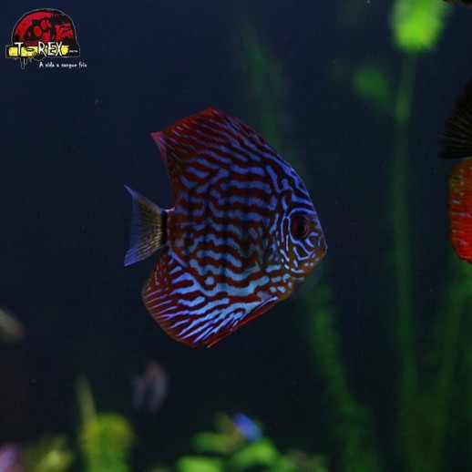 venda de peixe acara disco