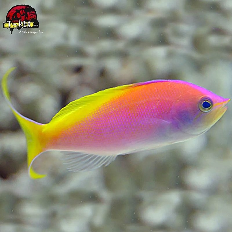 comprar peixes de água salgada