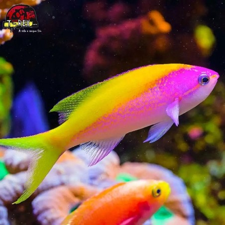 comprar peixes de água salgada