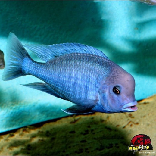 HAPLOCHROMIS MOORII