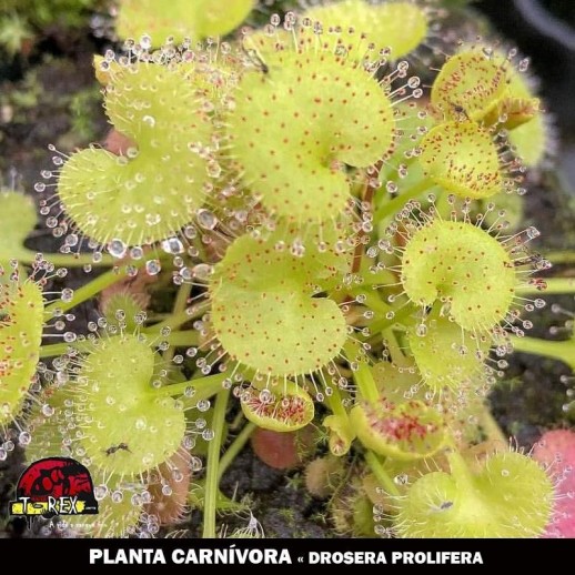 planta carnívora mercado livre