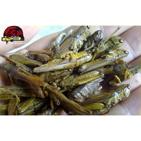 Gafanhotos desidratados