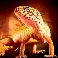 Kit Completo para Leopard Gecko - Tudo que seu réptil precisa