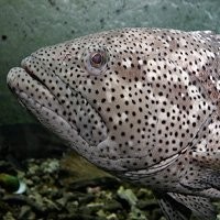 Groupers