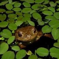 Plantinha Flutuante - Beleza Natural para o seu Aquário ou Lagoa