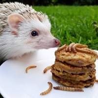 Cuide bem do seu Hedgehog com nossos produtos de alimentação e manejo