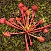 Mudinhas de Plantas Carnívoras