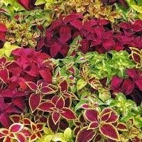 Compre Mudas de Coleus Exclusivas - Variedade e Beleza Garantidas