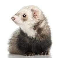 Ferrets