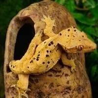 Criadouro de Répteis Legalizados | Venda de Iguana, Jabuti, Pogona, Jiboia e Tartarugas