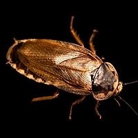 Barata Palida