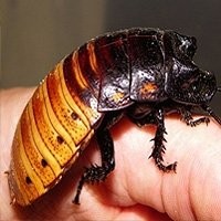 Barata de Madagascar