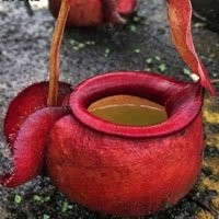 Compre Plantas Carnívoras Nepenthes - Variedades Exclusivas