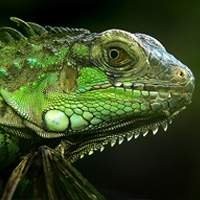 Kit completo para iguanas - tudo o que seu réptil precisa em um só lugar